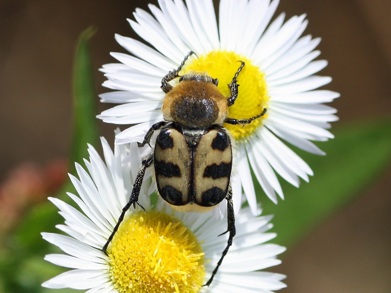 Cetoniidae:   Trichius zonatus